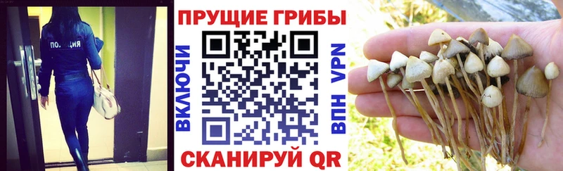 Псилоцибиновые грибы MAGIC MUSHROOMS  ОМГ ОМГ зеркало  Абинск  сколько стоит 
